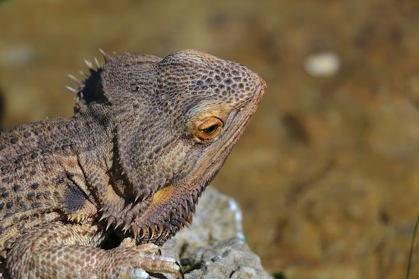 ¿Cómo seleccionar el sustrato adecuado para un terrario de lagarto?